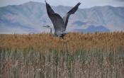 Bear River Migratory Bird Refuge Bird Landing 